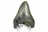 4.37" Fossil Megalodon Tooth - South Carolina - #170501-2